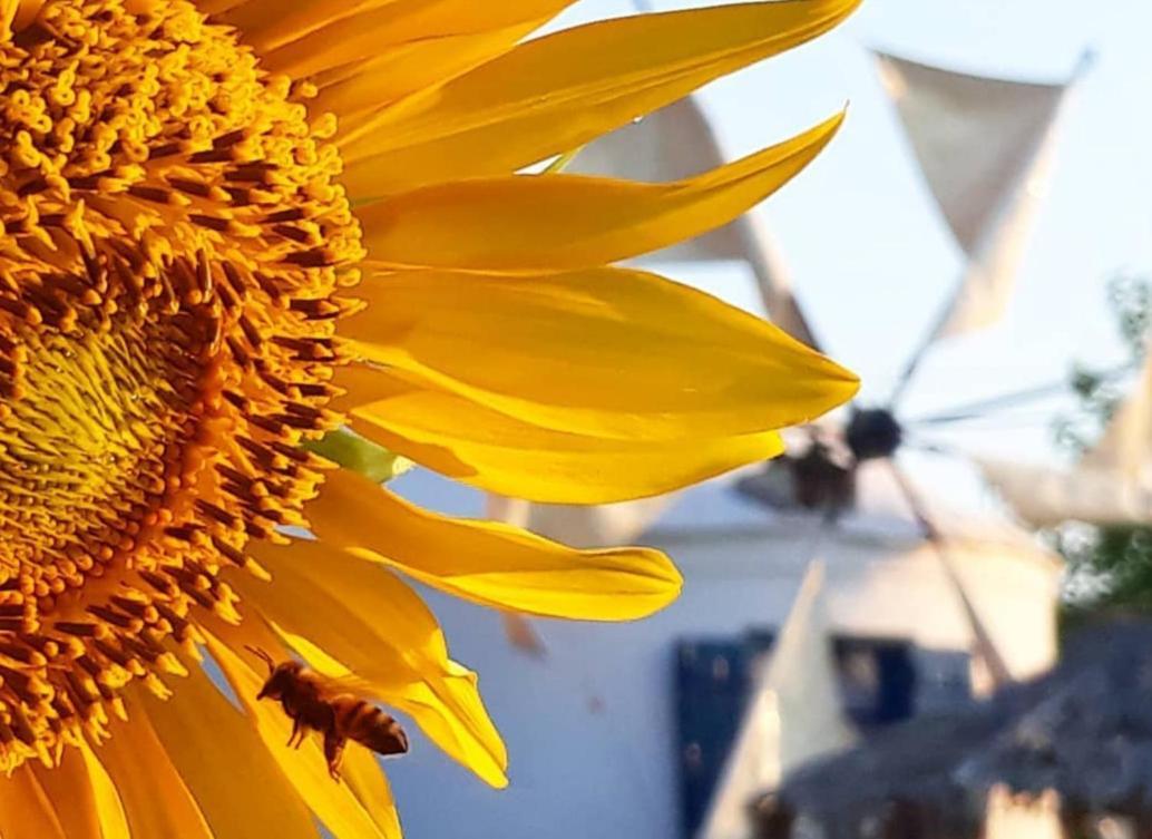 Anemomilos Studios Gerani  ภายนอก รูปภาพ